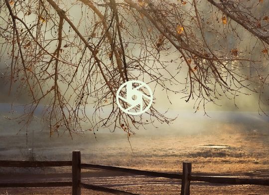 Cottonwood tree overhanging a wooden fence lit by morning light with a moody fog atmosphere… plus, the logomark